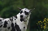 DOGUE ALLEMAND 779